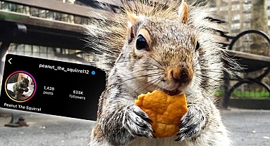 Sosyal medya fenomeni sincap Peanut'a ötenazi yapıldı