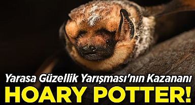 Yarasa Güzellik Yarışması'nın Kazananı Belli Oldu: Hoary Potter!