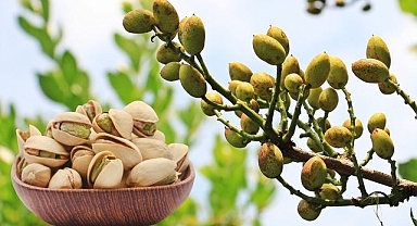 ABD'de Antep fıstığında patlama: Üretimde lider konuma geldi