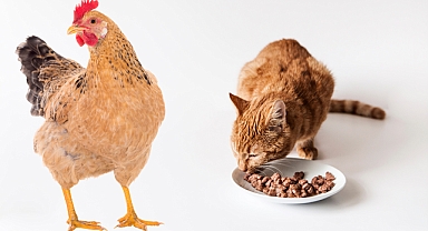 ABD'de kuş gribi salgını yayılmaya devam ediyor! İlk insan vakası görüldü, evcil hayvan öldü: Yaş mamalara dikkat