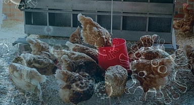 California'da kuş gribi paniği: Olağanüstü hal ilan edildi