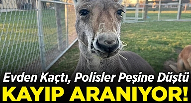 Evden Kaçan Kanguru, Polisleri Peşine Taktı: Kayıp Aranıyor!
