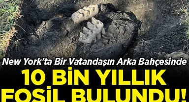 New York'ta Bir Vatandaşın Arka Bahçesinde 10 Bin Yıllık Fosil Bulundu!