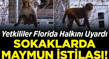 Yetkililer Florida Halkını Uyardı: Sokaklarda Maymun İstilası!