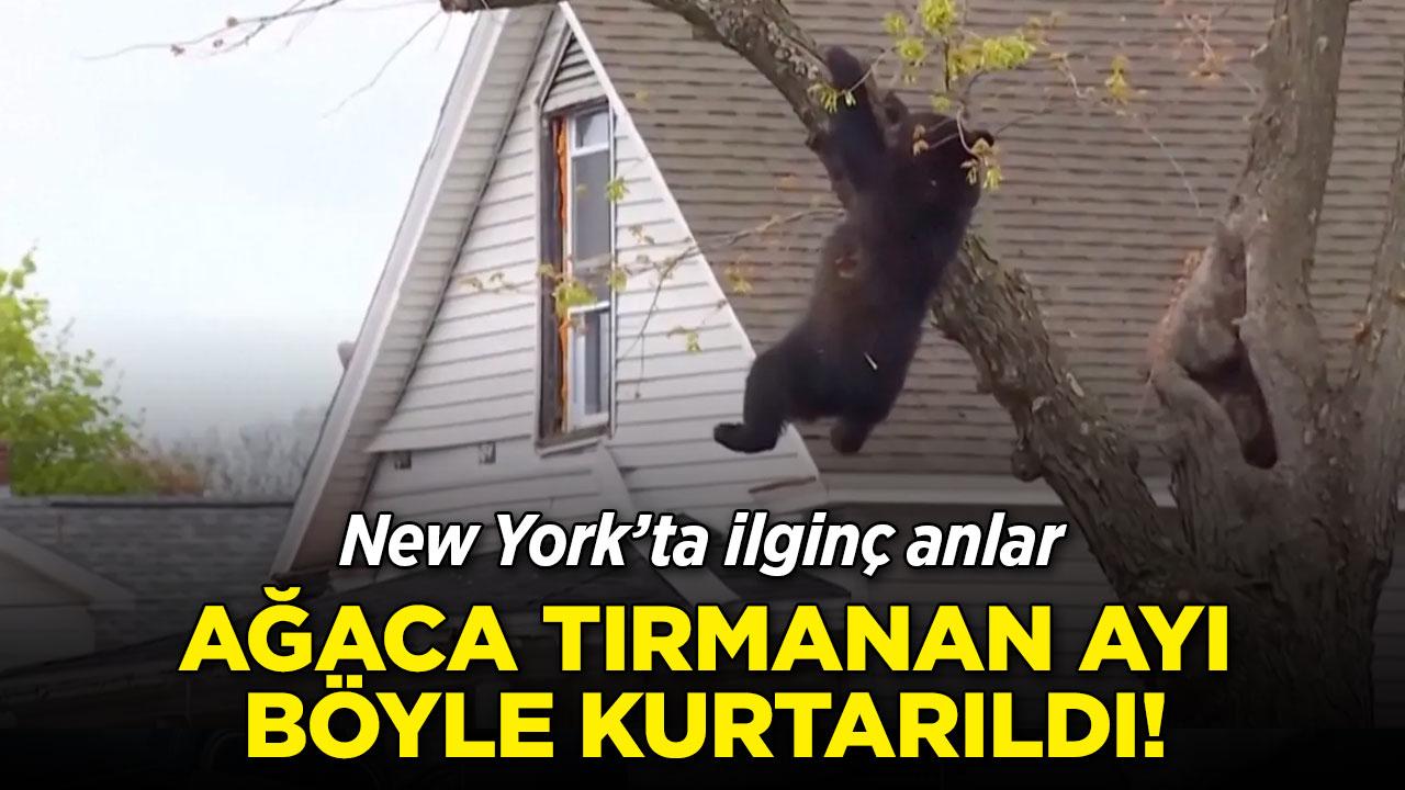 Ağaca tırmandı, inemedi: Ayı operasyonla kurtarıldı