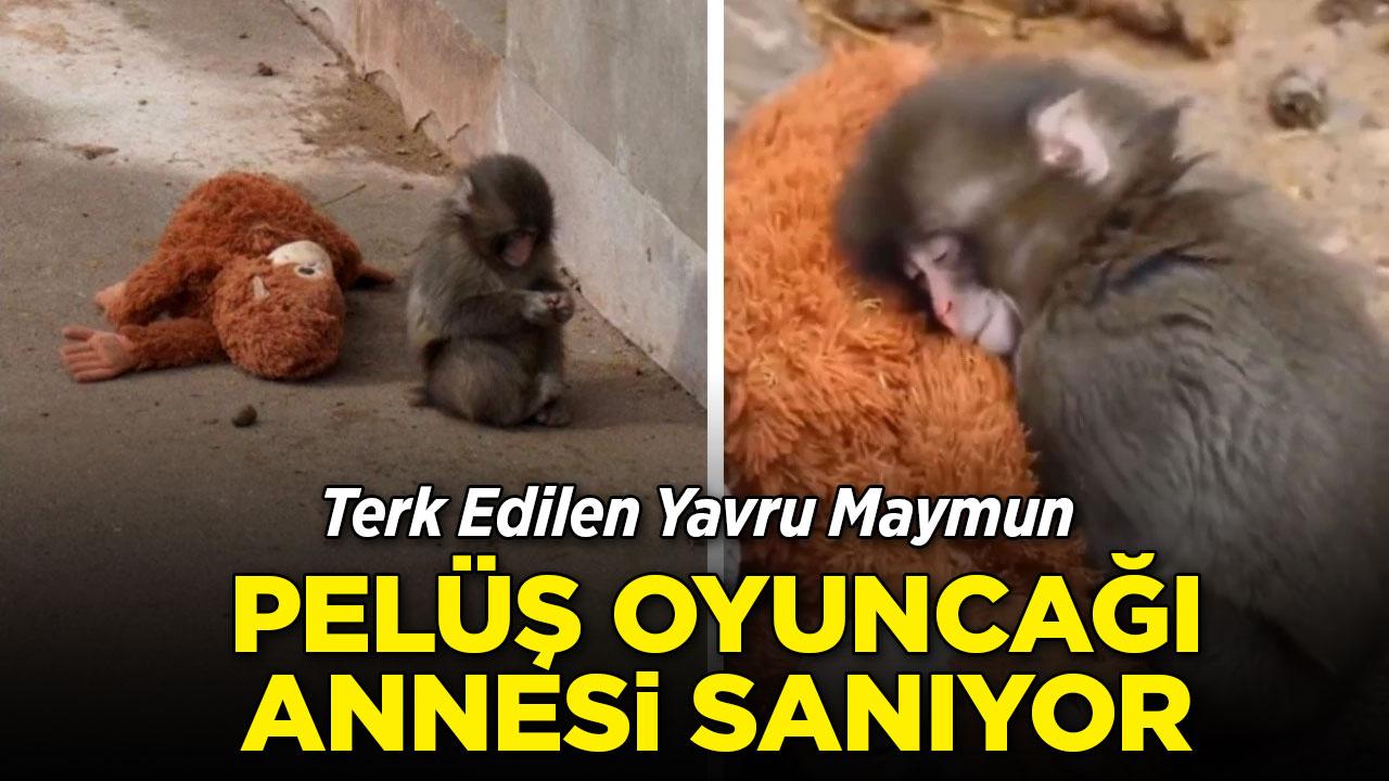 Annesiz kalan "Punch"ın pelüşe sarılı hayatı