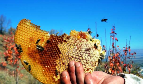 Arılar Yok Kovan Hırsızlığı Çok
