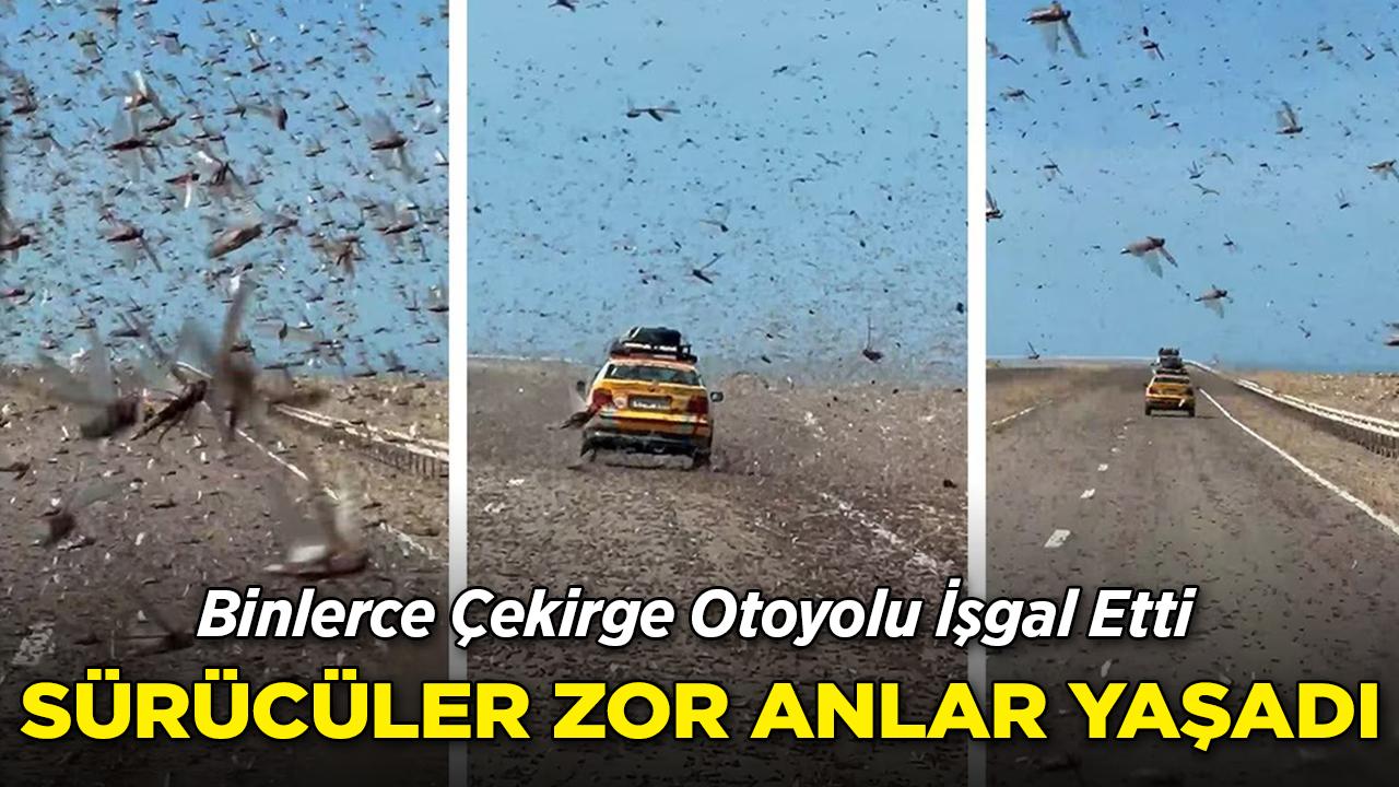 Binlerce Çekirge Otoyolu İşgal Etti: Sürücüler Zor Anlar Yaşadı