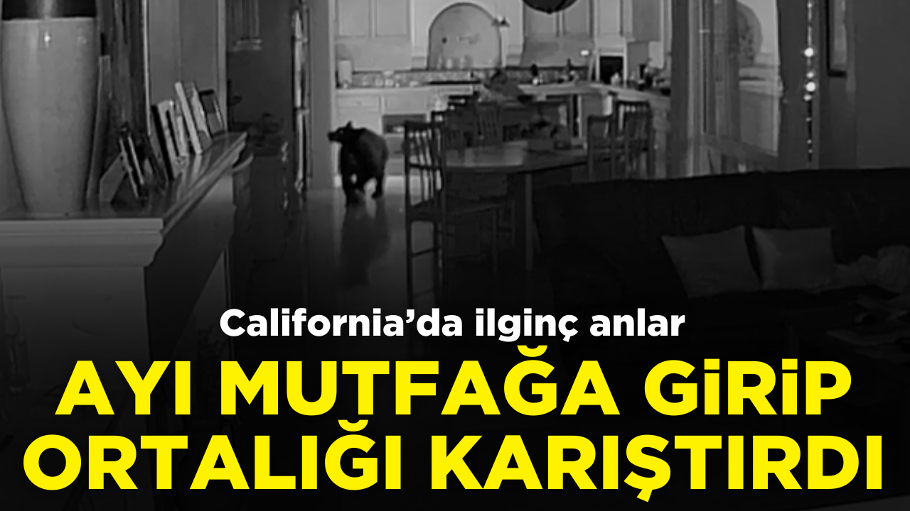 California'da bir ayı mutfağa girip ortalığı karıştırdı