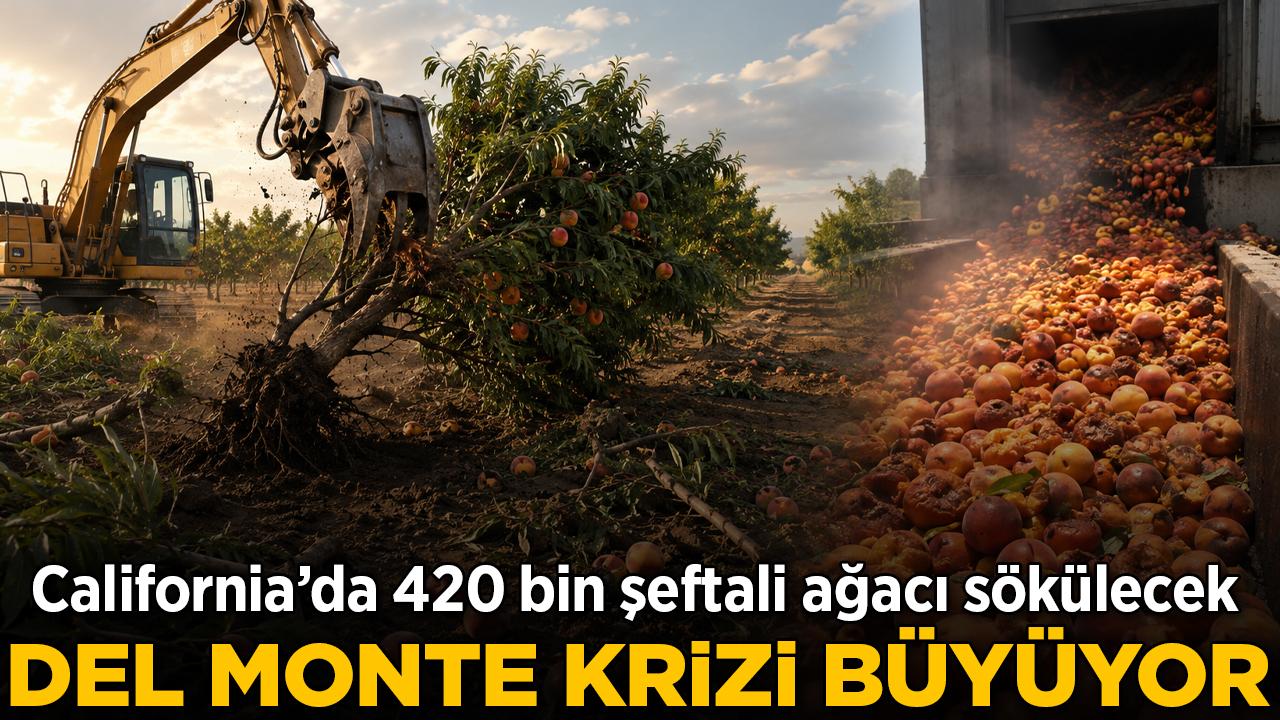 Del Monte krizi büyüyor: California'da 420 bin şeftali ağacı sökülecek