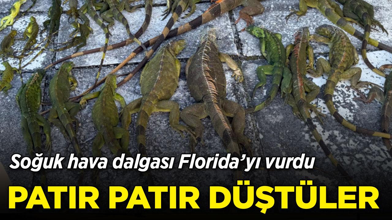 Florida'da bir günde 1.000'den fazla iguana toplandı