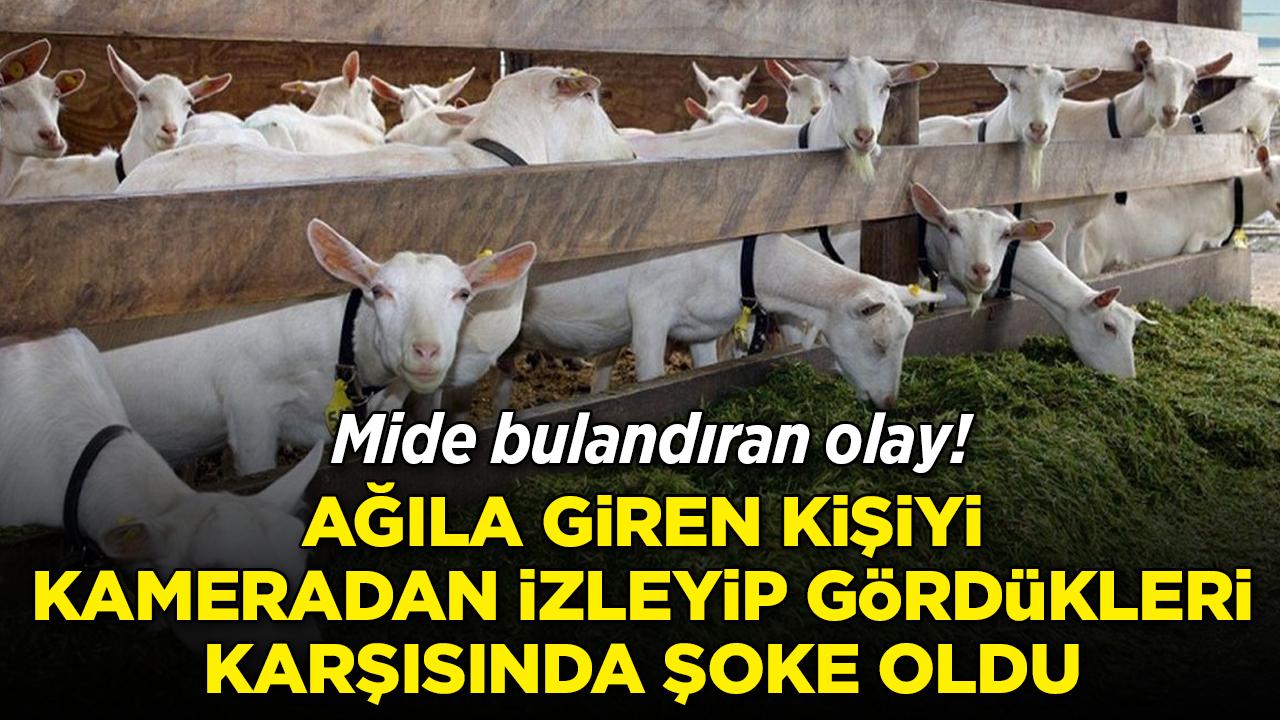 Fransa'da hayvan istismarı skandalı! Şüpheli tutuklandı