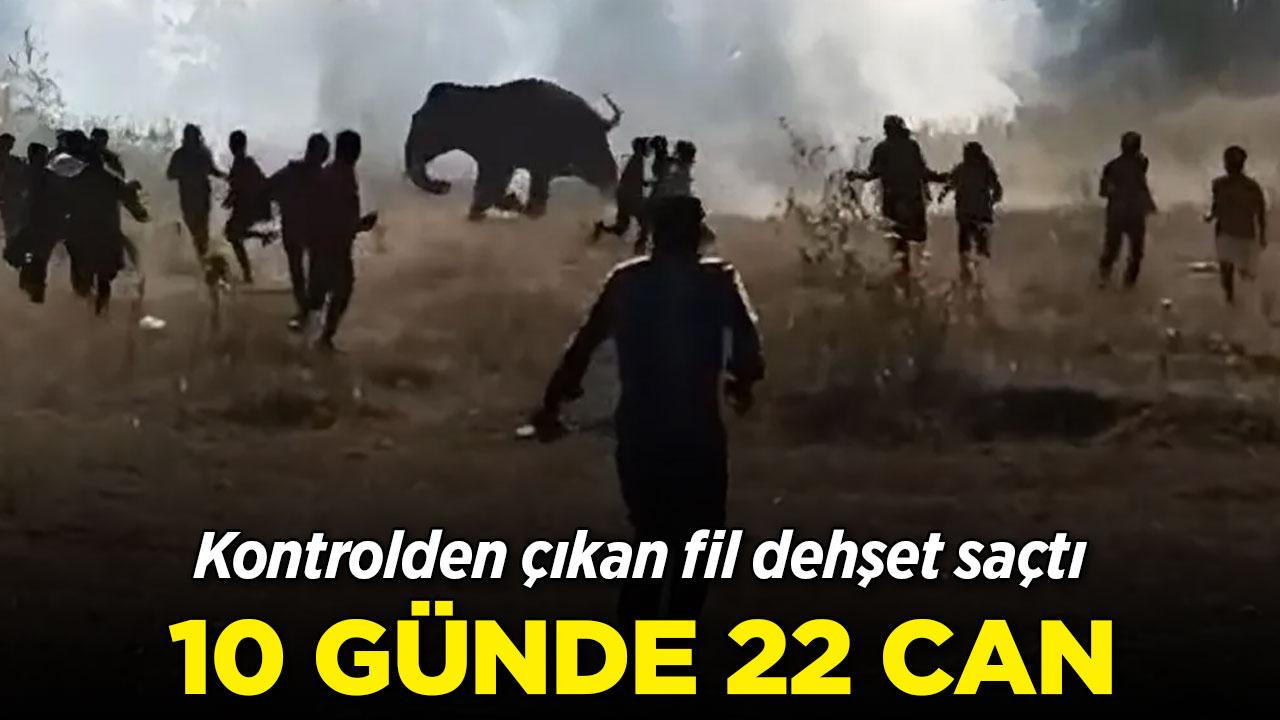 Kontrolden çıkan fil 10 günde 22 kişiyi öldürdü
