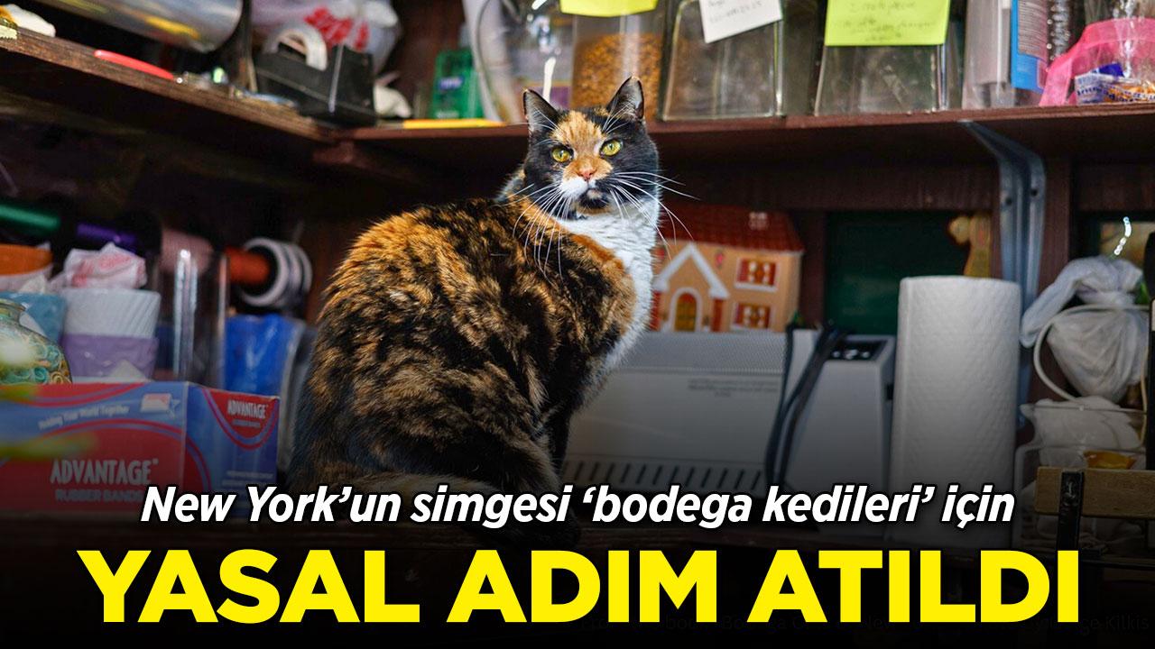New York'ta "bodega kedileri" için yasal adım