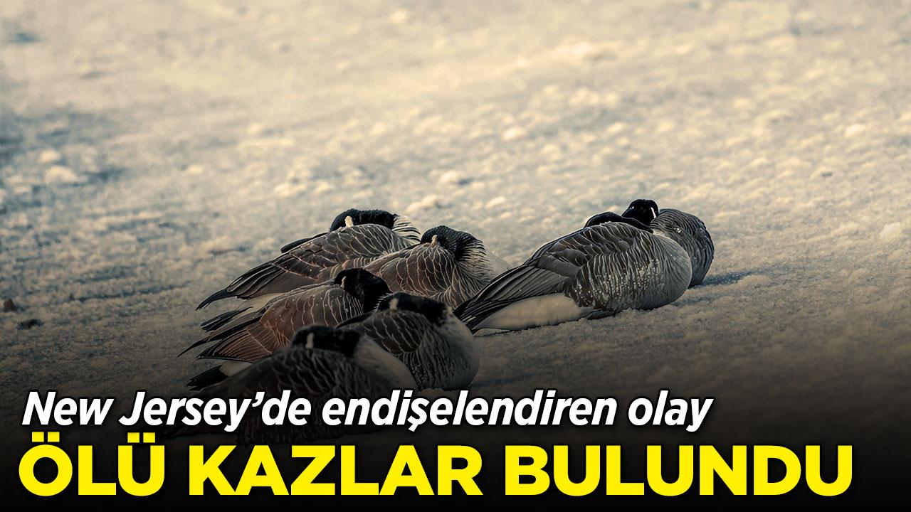 N.J.'de ölü kazlar bulundu
