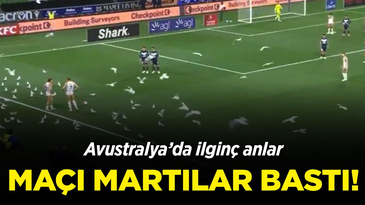 Avustralya'da ilginç anlar: Maçı martılar bastı!