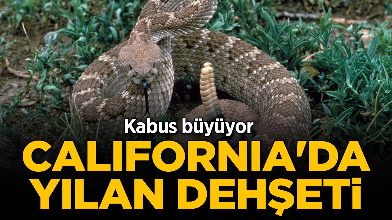Şok edici artış! California'da yılan dehşeti: Patikalarda kabus büyüyor