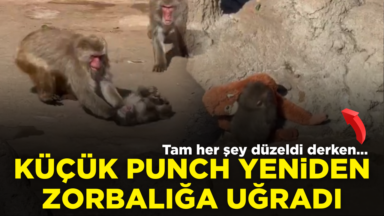 Tam her şey düzeldi derken… Küçük Punch yeniden yere savruldu